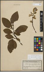 Foto von Salix appendiculata Vill. x Salix caprea L.